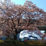 操の桜